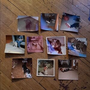 Vintage Dog Photo Collection